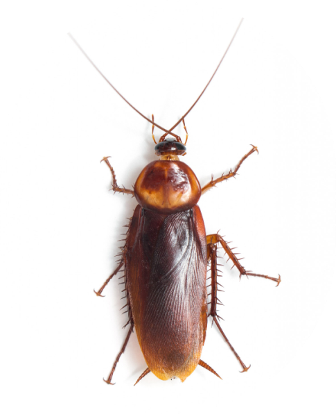 cucaracha